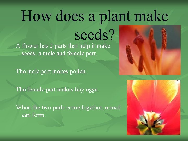 How does a plant make seeds? A flower has 2 parts that help it