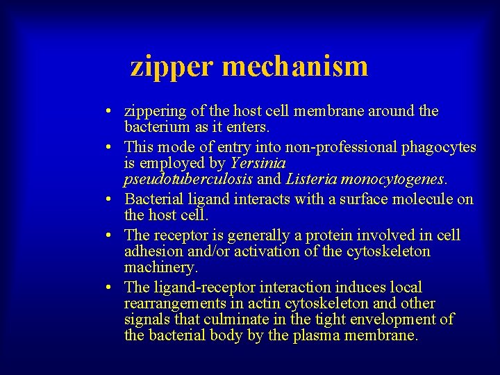 zipper mechanism • zippering of the host cell membrane around the bacterium as it
