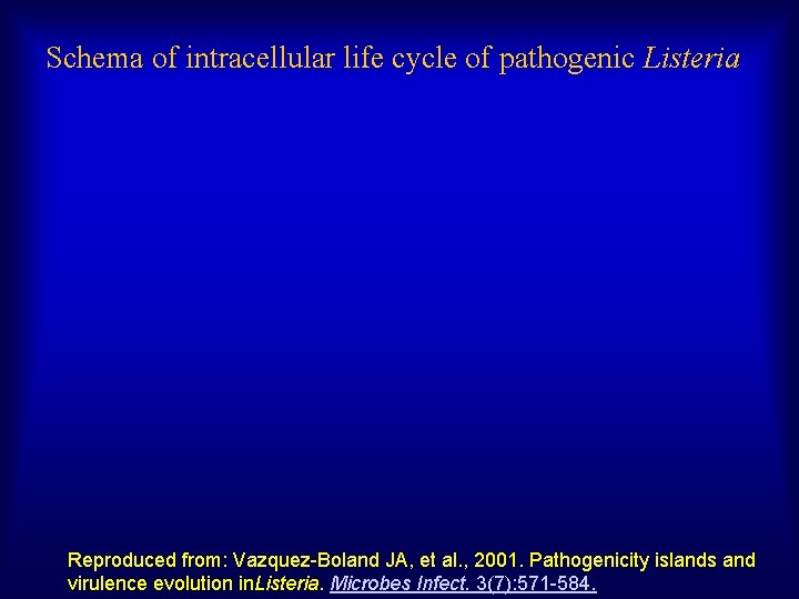 Schema of intracellular life cycle of pathogenic Listeria Reproduced from: Vazquez-Boland JA, et al.