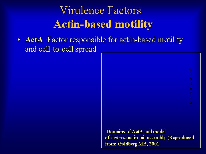 Virulence Factors Actin-based motility • Act. A : Factor responsible for actin-based motility and