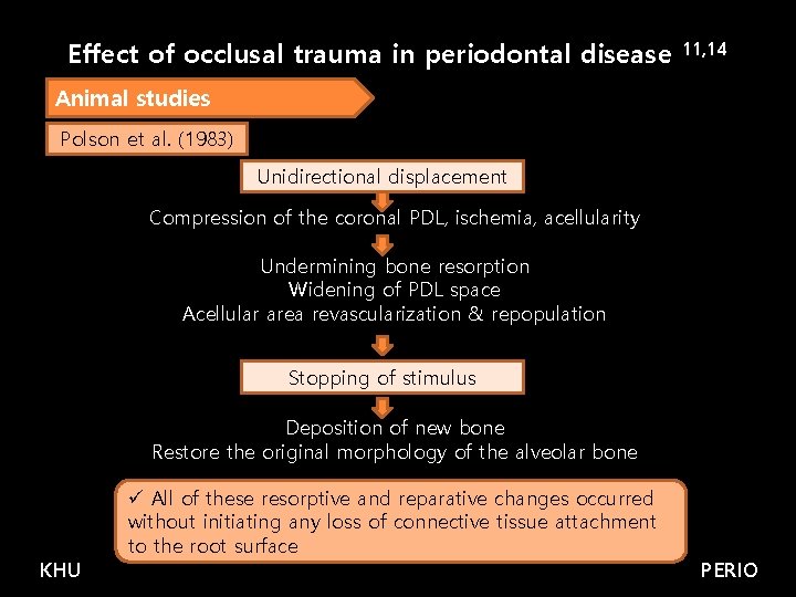 Effect of occlusal trauma in periodontal disease 11, 14 Animal studies Polson et al.