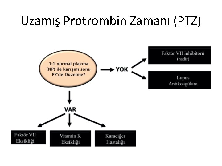 Uzamış Protrombin Zamanı (PTZ) 