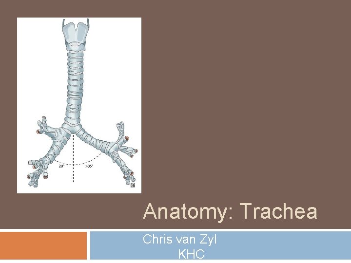 Anatomy: Trachea Chris van Zyl KHC 