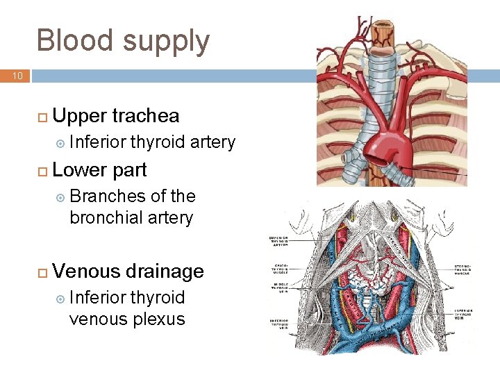 Blood supply 10 ¨ Upper trachea ¤ Inferior ¨ thyroid artery Lower part ¤