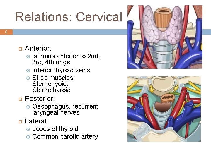 Relations: Cervical 6 ¨ Anterior: ¤ ¤ ¤ ¨ Posterior: ¤ ¨ Isthmus anterior