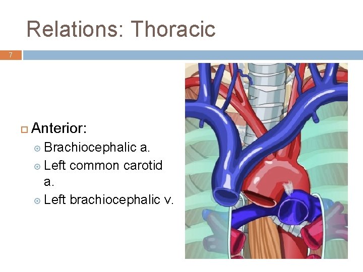 Relations: Thoracic 7 ¨ Anterior: ¤ Brachiocephalic a. ¤ Left common carotid a. ¤