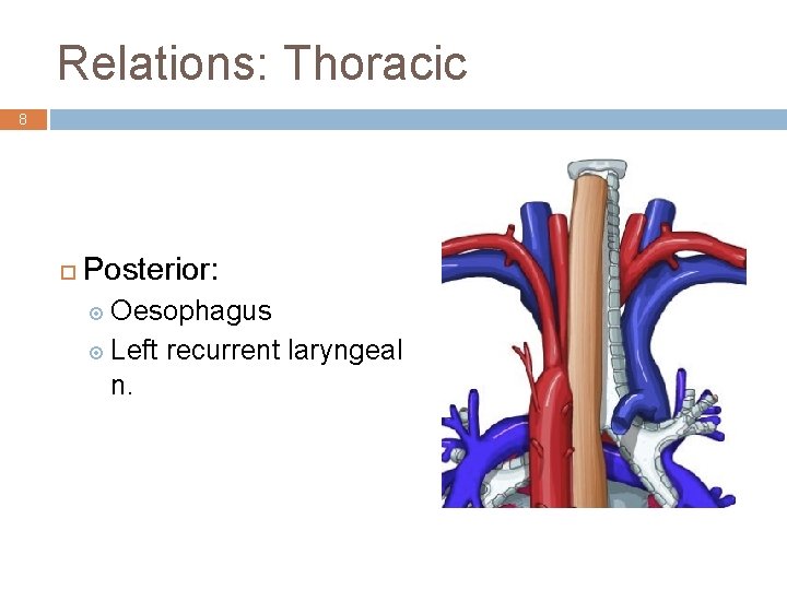 Relations: Thoracic 8 ¨ Posterior: ¤ Oesophagus ¤ Left n. recurrent laryngeal 