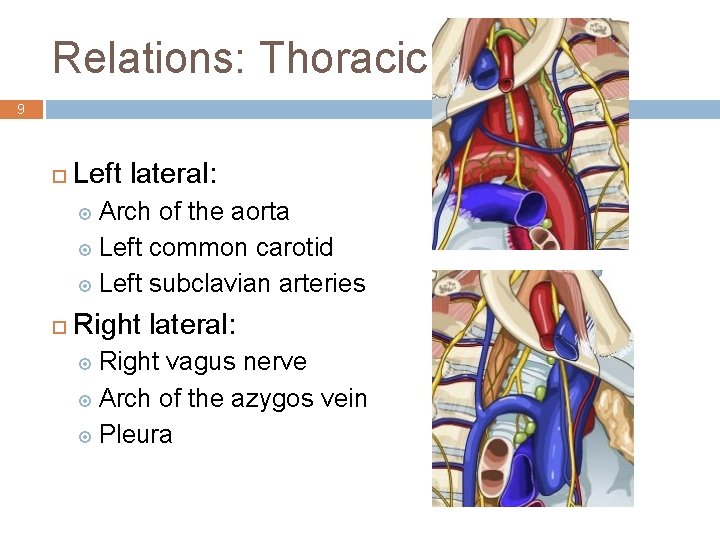Relations: Thoracic 9 ¨ Left lateral: ¤ Arch of the aorta ¤ Left common