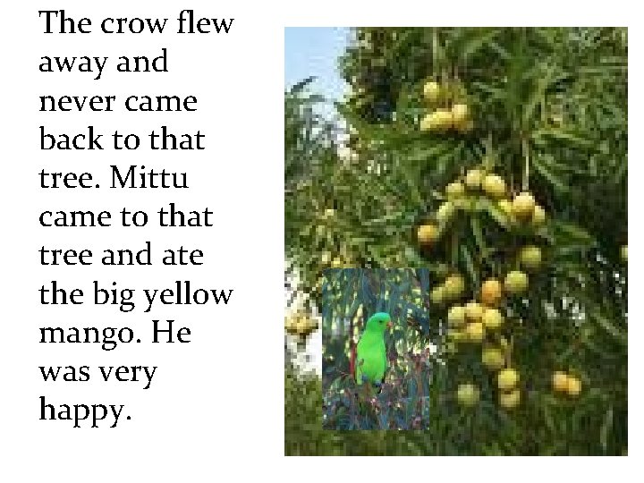 The crow flew away and never came back to that tree. Mittu came to