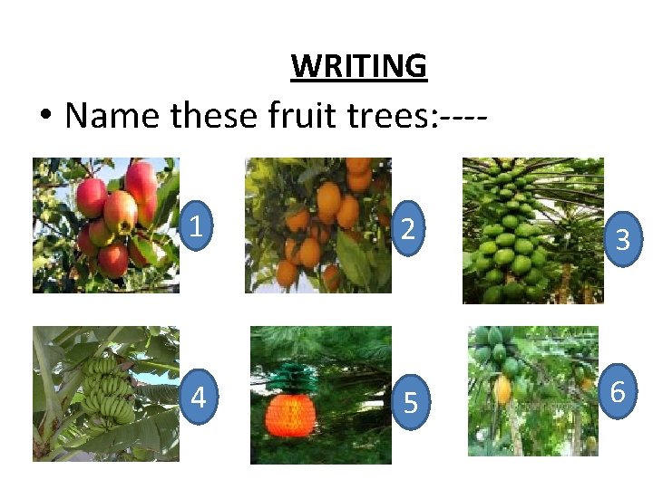 WRITING • Name these fruit trees: ---1 2 3 4 5 6 