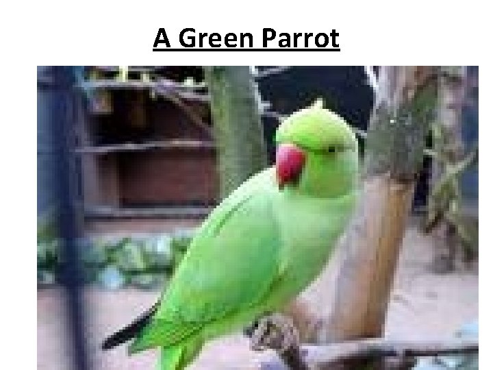 A Green Parrot 