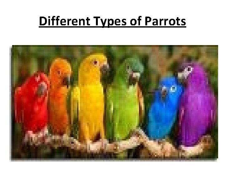 Different Types of Parrots 