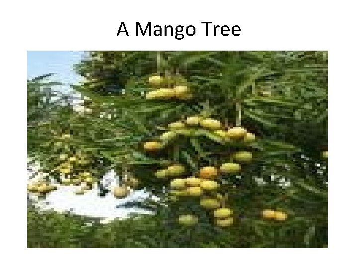 A Mango Tree 