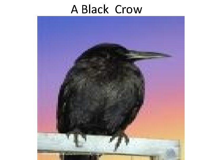 A Black Crow 