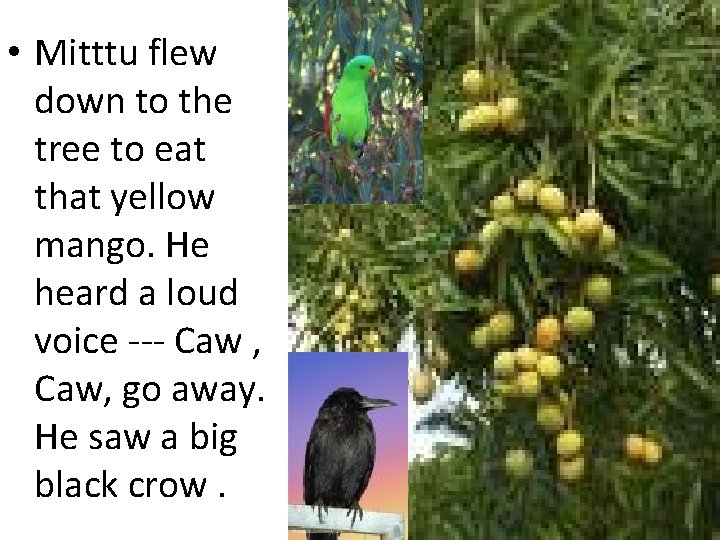  • Mitttu flew down to the tree to eat that yellow mango. He