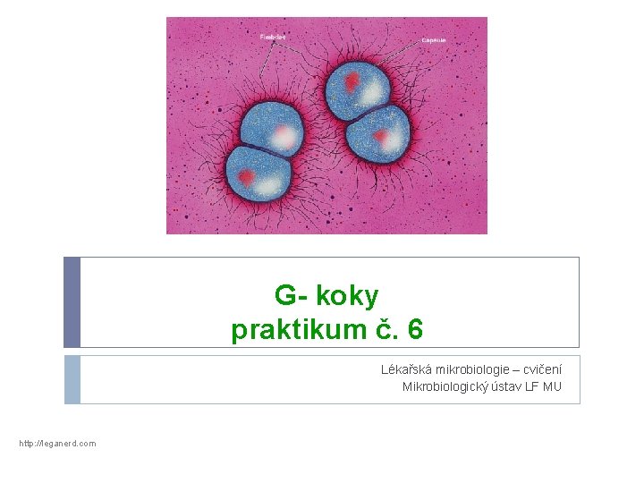 G- koky praktikum č. 6 Lékařská mikrobiologie – cvičení Mikrobiologický ústav LF MU http: