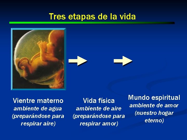 Tres etapas de la vida Vientre materno ambiente de agua (preparándose para respirar aire)