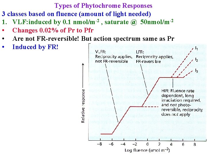 Types of Phytochrome Responses 3 classes based on fluence (amount of light needed) 1.