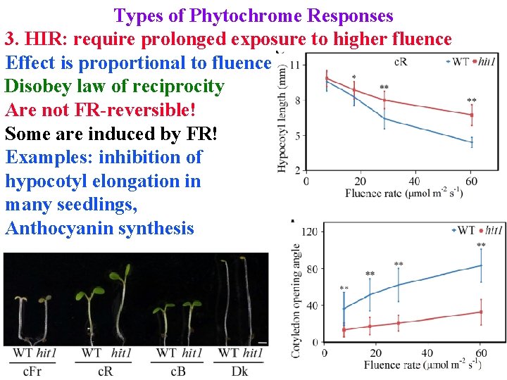 Types of Phytochrome Responses 3. HIR: require prolonged exposure to higher fluence Effect is