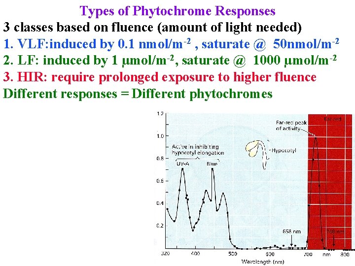 Types of Phytochrome Responses 3 classes based on fluence (amount of light needed) 1.