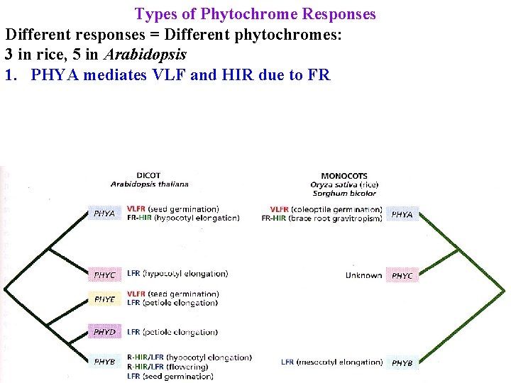 Types of Phytochrome Responses Different responses = Different phytochromes: 3 in rice, 5 in