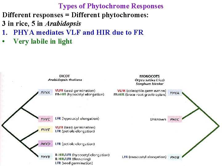 Types of Phytochrome Responses Different responses = Different phytochromes: 3 in rice, 5 in