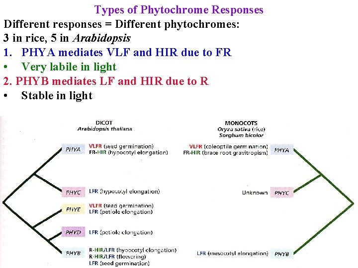 Types of Phytochrome Responses Different responses = Different phytochromes: 3 in rice, 5 in