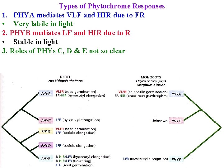 Types of Phytochrome Responses 1. PHYA mediates VLF and HIR due to FR •