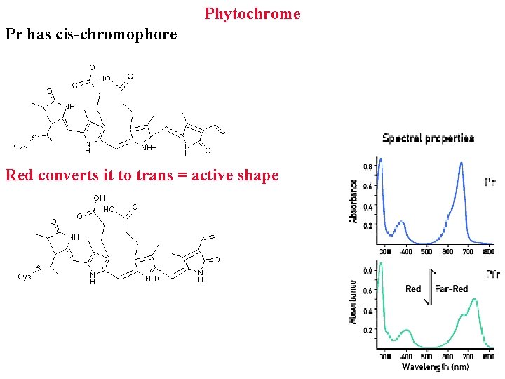 Phytochrome Pr has cis-chromophore Red converts it to trans = active shape 