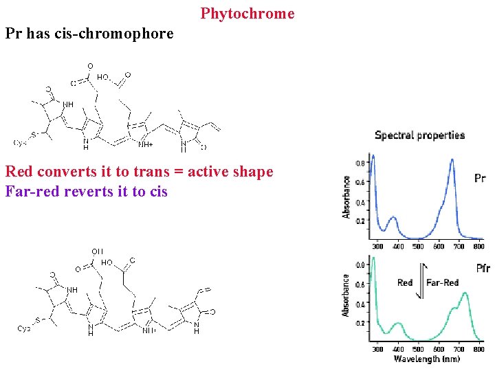 Phytochrome Pr has cis-chromophore Red converts it to trans = active shape Far-red reverts