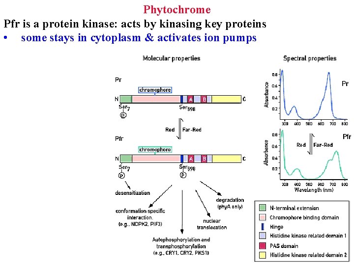 Phytochrome Pfr is a protein kinase: acts by kinasing key proteins • some stays