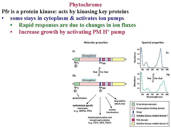 Phytochrome Pfr is a protein kinase: acts by kinasing key proteins • some stays