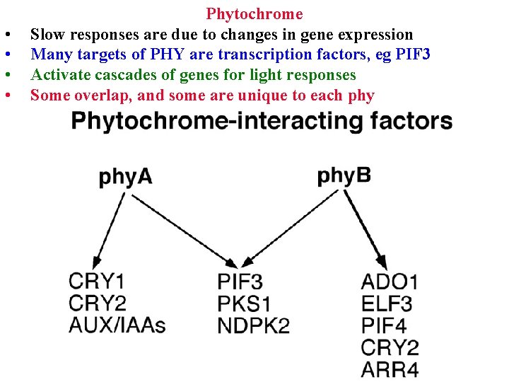  • • Phytochrome Slow responses are due to changes in gene expression Many