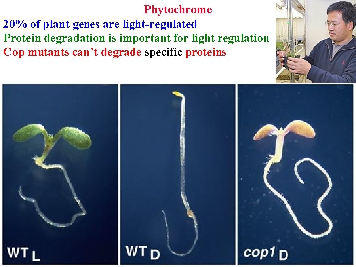Phytochrome 20% of plant genes are light-regulated Protein degradation is important for light regulation