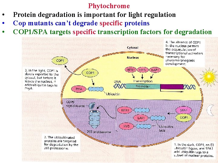  • • • Phytochrome Protein degradation is important for light regulation Cop mutants