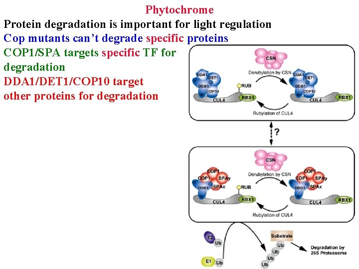 Phytochrome Protein degradation is important for light regulation Cop mutants can’t degrade specific proteins