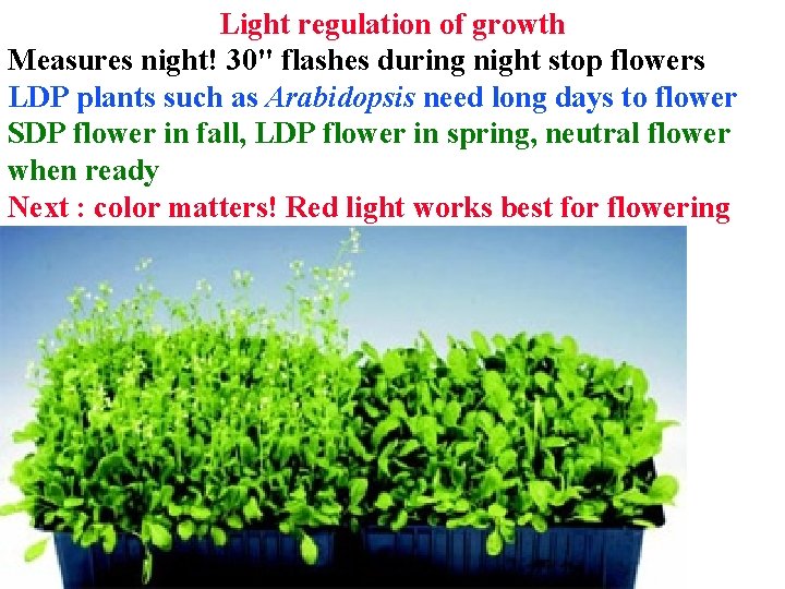 Light regulation of growth Measures night! 30" flashes during night stop flowers LDP plants