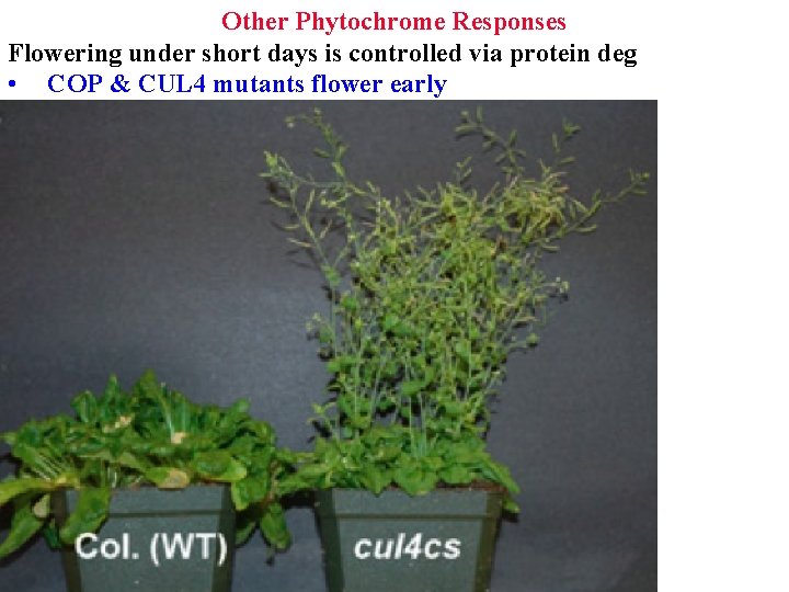 Other Phytochrome Responses Flowering under short days is controlled via protein deg • COP