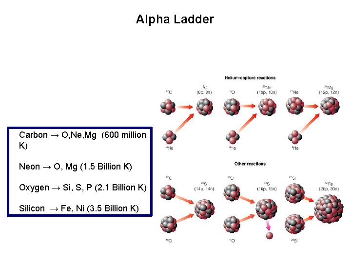 Alpha Ladder Carbon → O, Ne, Mg (600 million K) Neon → O, Mg