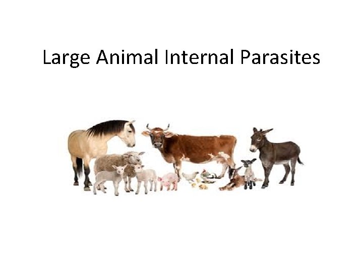 Large Animal Internal Parasites 