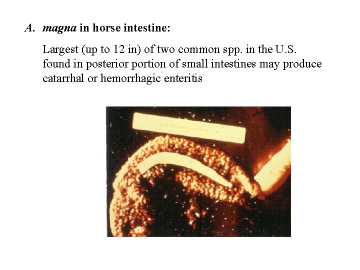 A. magna in horse intestine: Largest (up to 12 in) of two common spp.