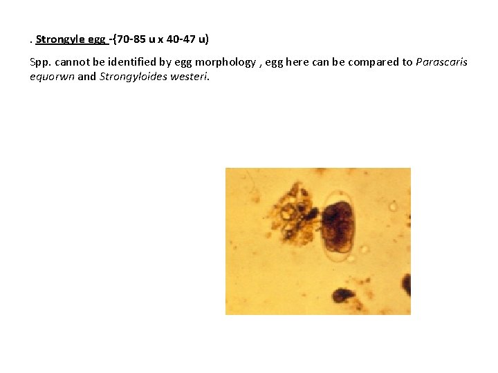 . Strongyle egg -{70 -85 u x 40 -47 u) Spp. cannot be identified