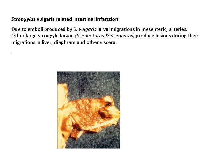 Strongylus vulgaris related intestinal infarction Due to emboli produced by S. vulgaris larval migrations