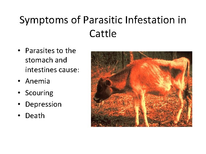 Symptoms of Parasitic Infestation in Cattle • Parasites to the stomach and intestines cause: