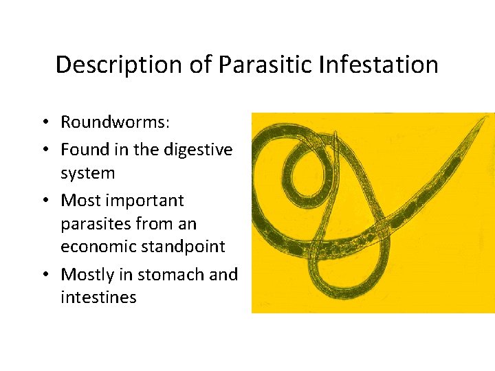 Description of Parasitic Infestation • Roundworms: • Found in the digestive system • Most