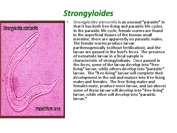 Strongyloides • Strongyloides stercoralis is an unusual "parasite" in that it has both free-living
