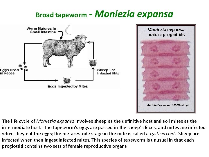 Broad tapeworm - Moniezia expansa The life cycle of Moniezia expansa involves sheep as