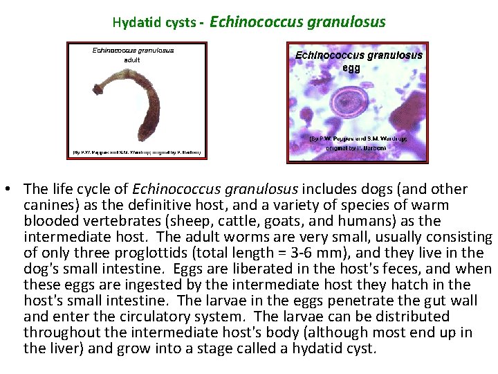  Hydatid cysts - Echinococcus granulosus • The life cycle of Echinococcus granulosus includes