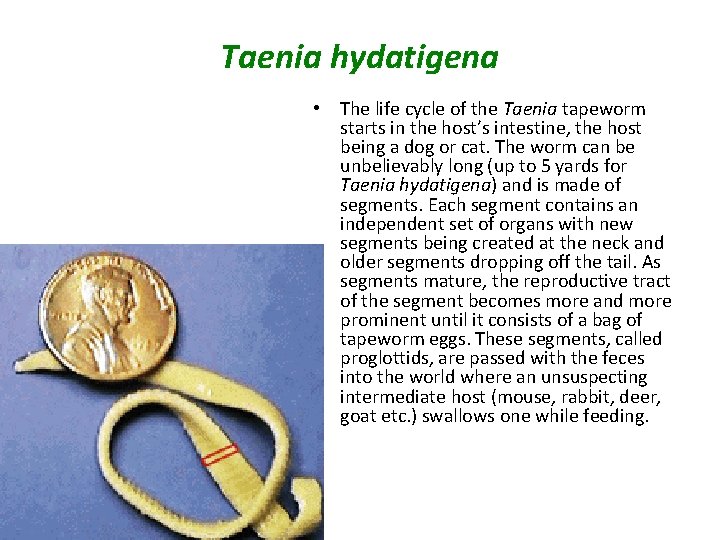 Taenia hydatigena • The life cycle of the Taenia tapeworm starts in the host’s