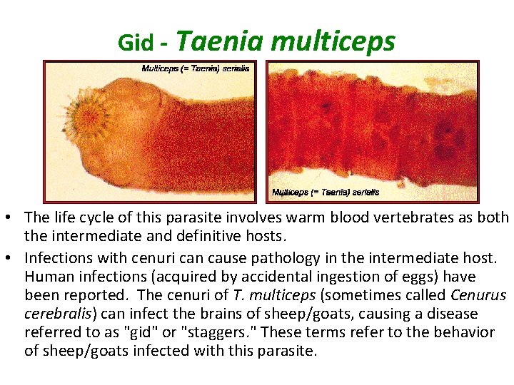 Gid - Taenia multiceps • The life cycle of this parasite involves warm blood